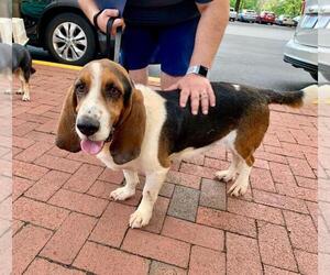 Small Basset Hound