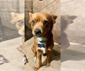 Chipin Dogs for adoption in Victorville, CA, USA