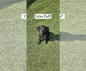 Labrador Retriever Dogs for adoption in Sandy, UT, USA