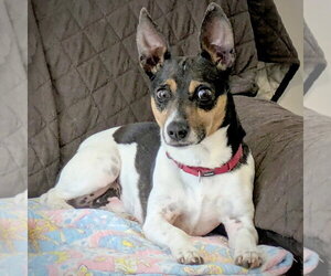 Rat Terrier Dogs for adoption in Atlanta, GA, USA