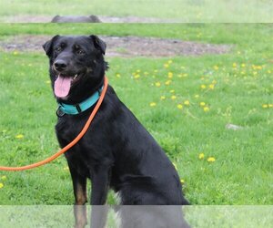 Labrador Retriever-Unknown Mix Dogs for adoption in Hillsdale, IN, USA