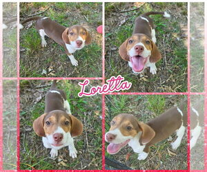 Treeing Walker Coonhound-Unknown Mix Dogs for adoption in Blacksburg, SC, USA