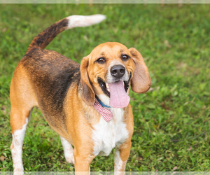 Beagle Dogs for adoption in Jasper, IN, USA