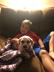 Maltese Dogs for adoption in Lewistown, PA, USA