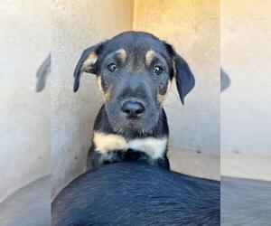 Mutt Dogs for adoption in Oklahoma City, OK, USA