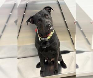 Labrador Retriever Dogs for adoption in Fort Lauderdale, FL, USA