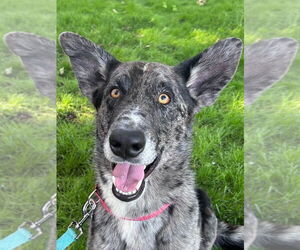 Catahoula Leopard Dog-Unknown Mix Dogs for adoption in Salt Lake City, UT, USA