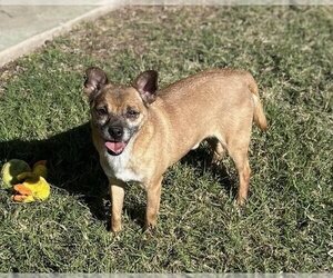 Rat-Cha Dogs for adoption in Phoenix, AZ, USA