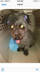 Medium Photo #1 Poodle (Miniature)-Unknown Mix Puppy For Sale in Whitestone, NY, USA