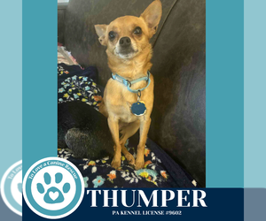 Medium Photo #2 Chihuahua Puppy For Sale in Kimberton, PA, USA