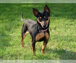 Miniature Pinscher Dogs for adoption in West Valley, UT, USA