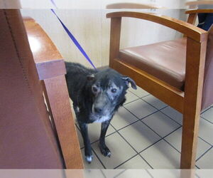 Rat Terrier-Unknown Mix Dogs for adoption in Ocala, FL, USA