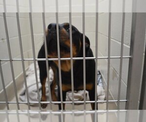 Rottweiler Dogs for adoption in Decatur, IL, USA