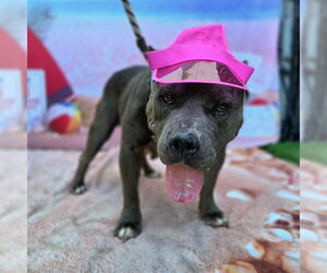 Mutt Dogs for adoption in Long Beach, CA, USA