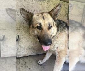 German Shepherd Dog Dogs for adoption in Oklahoma City, OK, USA