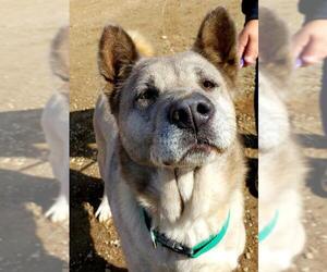 Medium Photo #1 Akita-German Shepherd Dog Mix Puppy For Sale in Romoland, CA, USA