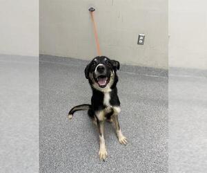 Labrador Retriever-Unknown Mix Dogs for adoption in Pasadena, TX, USA