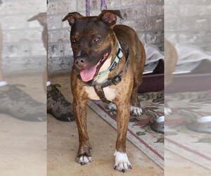 Staffordshire Bull Terrier Dogs for adoption in Bandera, TX, USA