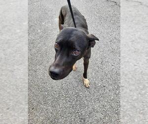 Mutt Dogs for adoption in San Antonio, TX, USA