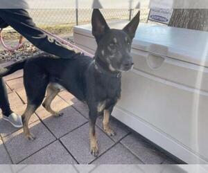 German Shepherd Dog-Unknown Mix Dogs for adoption in Dallas, TX, USA