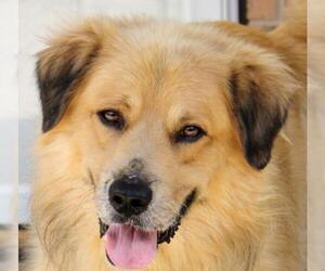 Golden Pyrenees Dogs for adoption in Coppell, TX, USA