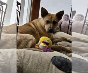 Labrador Retriever-Unknown Mix Dogs for adoption in Plainfield, IL, USA