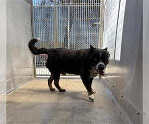 Mutt Dogs for adoption in Camarillo, CA, USA