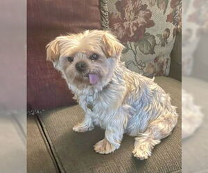 Mutt Dogs for adoption in Allentown,, PA, USA