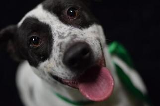 Lab-Pointer Dogs for adoption in Cochran, GA, USA