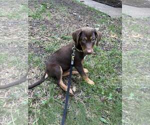 Mutt Dogs for adoption in Monterey, VA, USA
