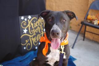 Borador Dogs for adoption in Los Banos, CA, USA