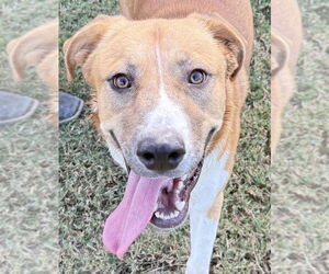 Mutt Dogs for adoption in Canton, CT, USA