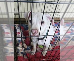 American Pit Bull Terrier Dogs for adoption in Texas City, TX, USA
