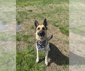 German Shepherd Dog Dogs for adoption in Forestville, MD, USA