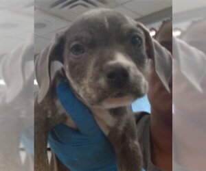 Mutt Dogs for adoption in Oklahoma City, OK, USA