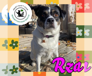 Mutt Dogs for adoption in Crystal, MN, USA