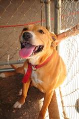 Medium Photo #1 American Staffordshire Terrier Puppy For Sale in Crandall, GA, USA