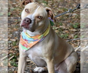 American Staffordshire Terrier Dogs for adoption in Fort Pierce, FL, USA