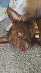 Chiweenie Dogs for adoption in Pearland, TX, USA