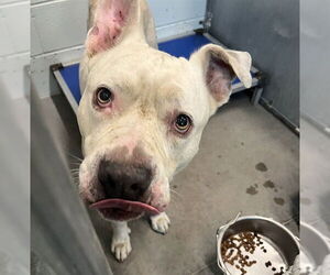 American Bulldog-Unknown Mix Dogs for adoption in Tavares, FL, USA