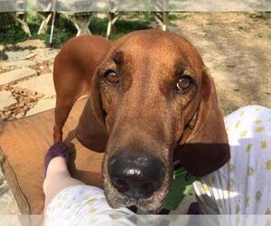 Redbone Coonhound Dogs for adoption in Cincinnati, OH, USA