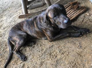 Daniff Dogs for adoption in Attalka, AL, USA