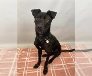 Labrador Retriever Dogs for adoption in Fort Collins, CO, USA