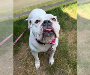 American Pit Bull Terrier Dogs for adoption in Waterford, VA, USA
