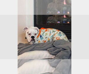 Boxer Dogs for adoption in Austin, TX, USA