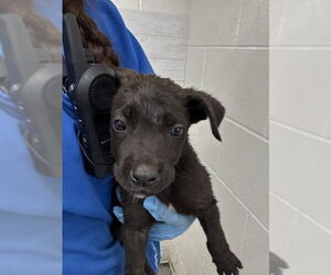 Labrador Retriever-Unknown Mix Dogs for adoption in San Bernardino, CA, USA