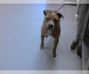 American Pit Bull Terrier Dogs for adoption in Fayetteville, NC, USA
