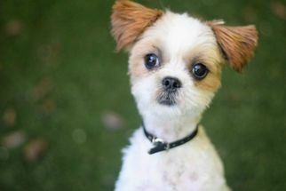 Medium Photo #1 Maltese Puppy For Sale in springfield, VA, USA