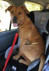 Boxer-Rhodesian Ridgeback Mix Dogs for adoption in Knoxville, TN, USA