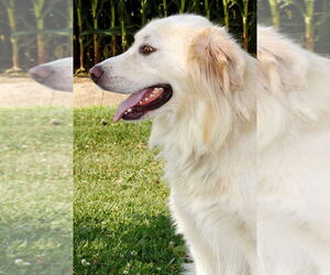Great Pyrenees Dogs for adoption in Evansville, IN, USA